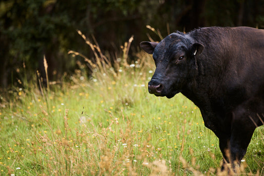 Tradition meets transformation as a family changes its farm