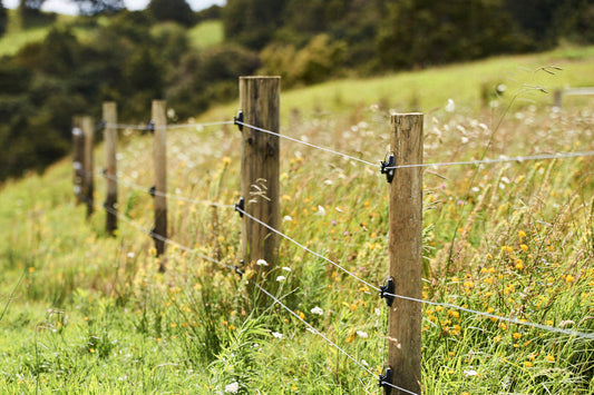 The Quiet Revolution: Why Danbri Beef is Committed to changing the Way New Zealand Does Meat