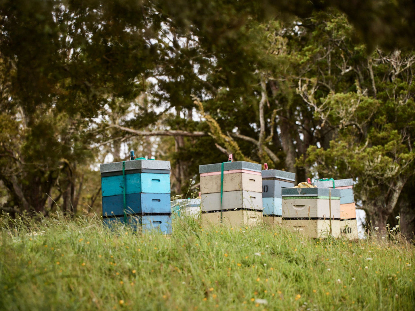 Danbri Farm Honey